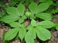 American ginseng, Canadian ginseng, five-fingers, occidental ginseng, sang, seng